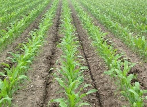 Identifying Fields And Preparation Work For Pre-Sidedress Soil Nitrate Test